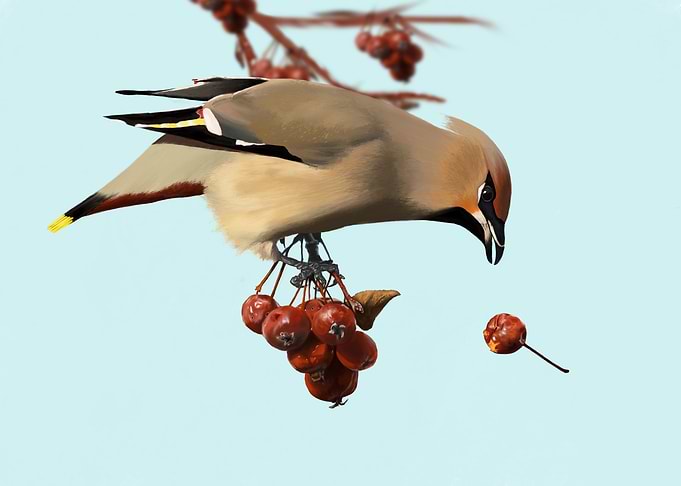Bird