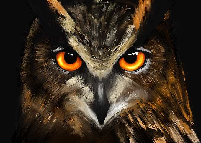 Owl