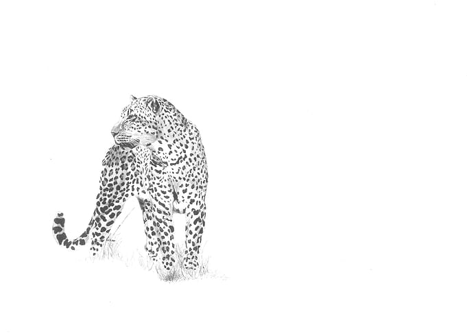 Leopard