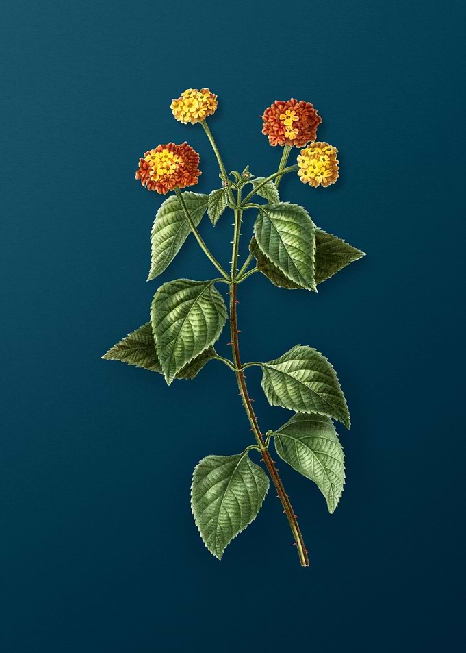 Vintage Botanicals on Teal