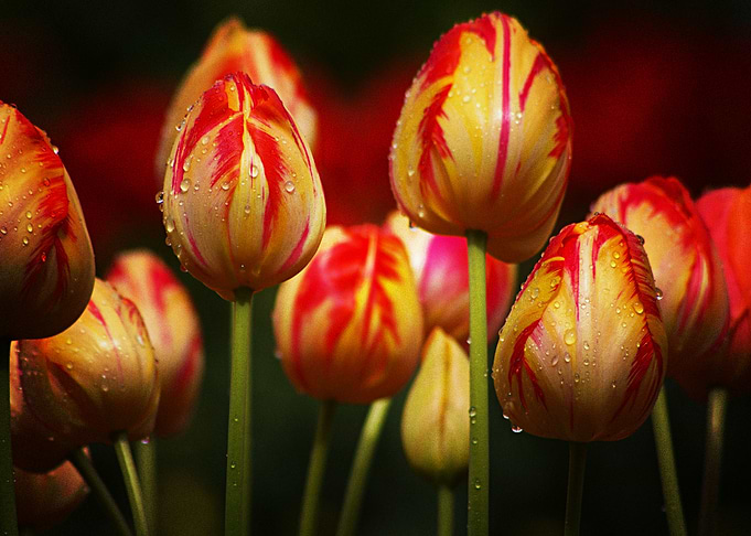Earth Tulip Flowers Nature