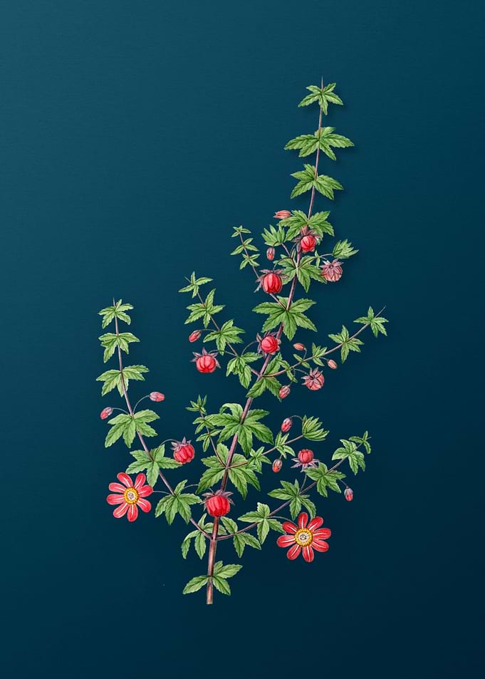 Vintage Floral Drawing
