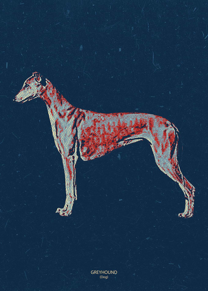 Greyhound
