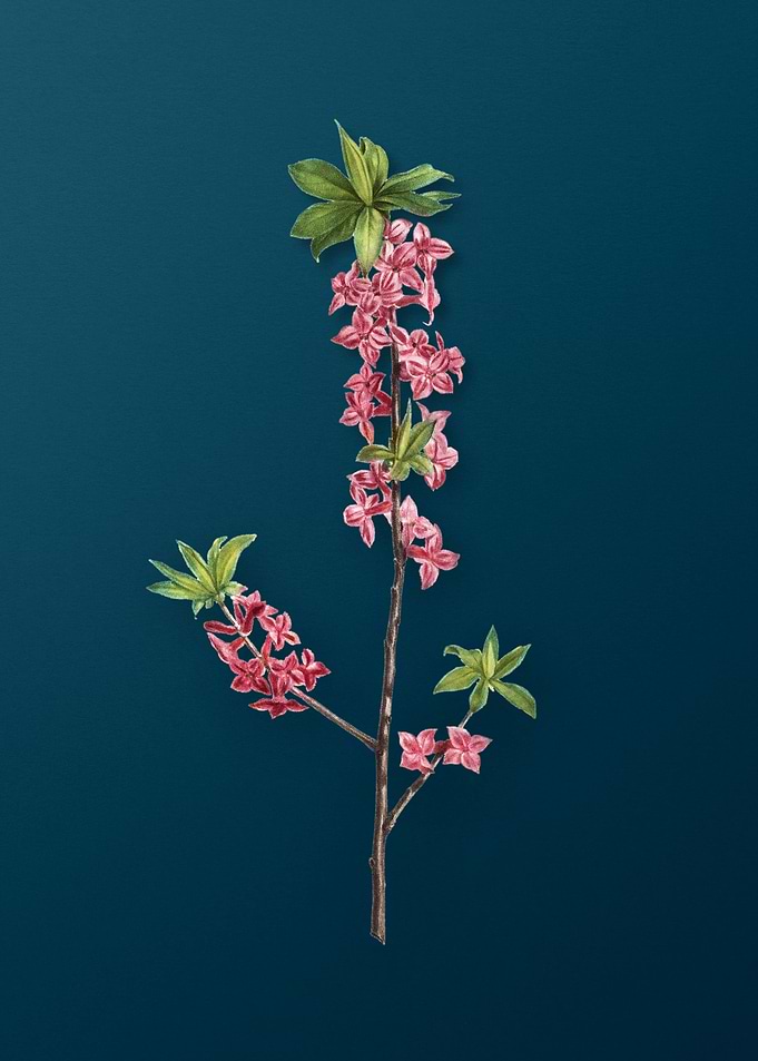 Classic Botanicals on Teal