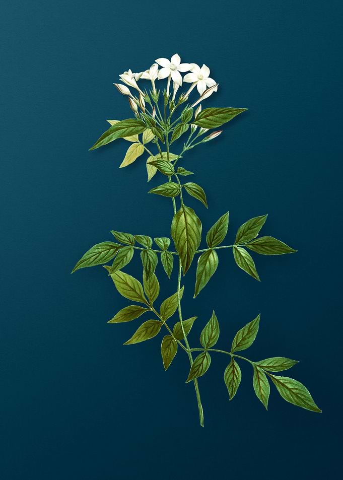 Vintage Botanical Drawing
