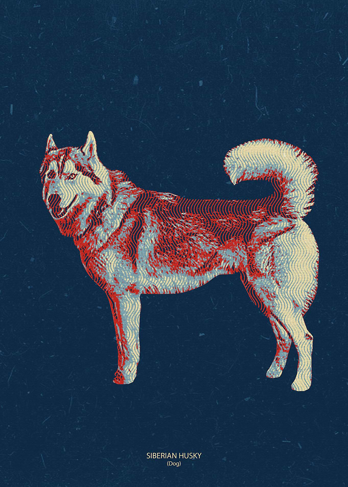 Siberian Husky