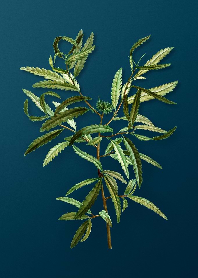 Vintage Botanicals on Teal