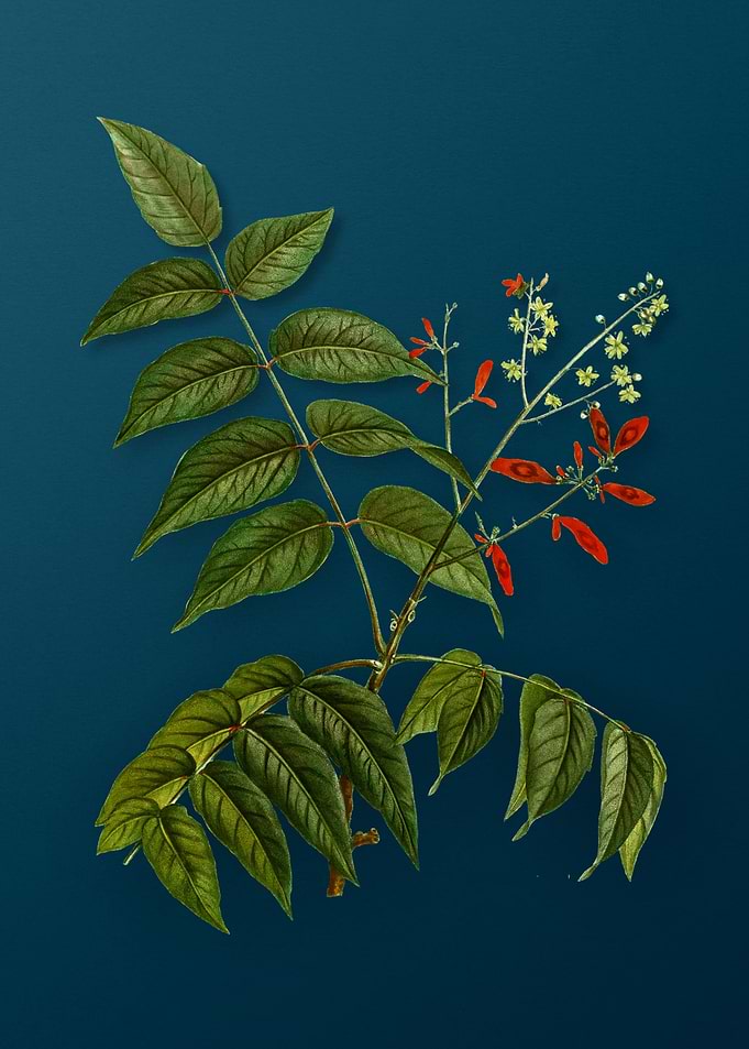 Vintage Botanicals on Teal