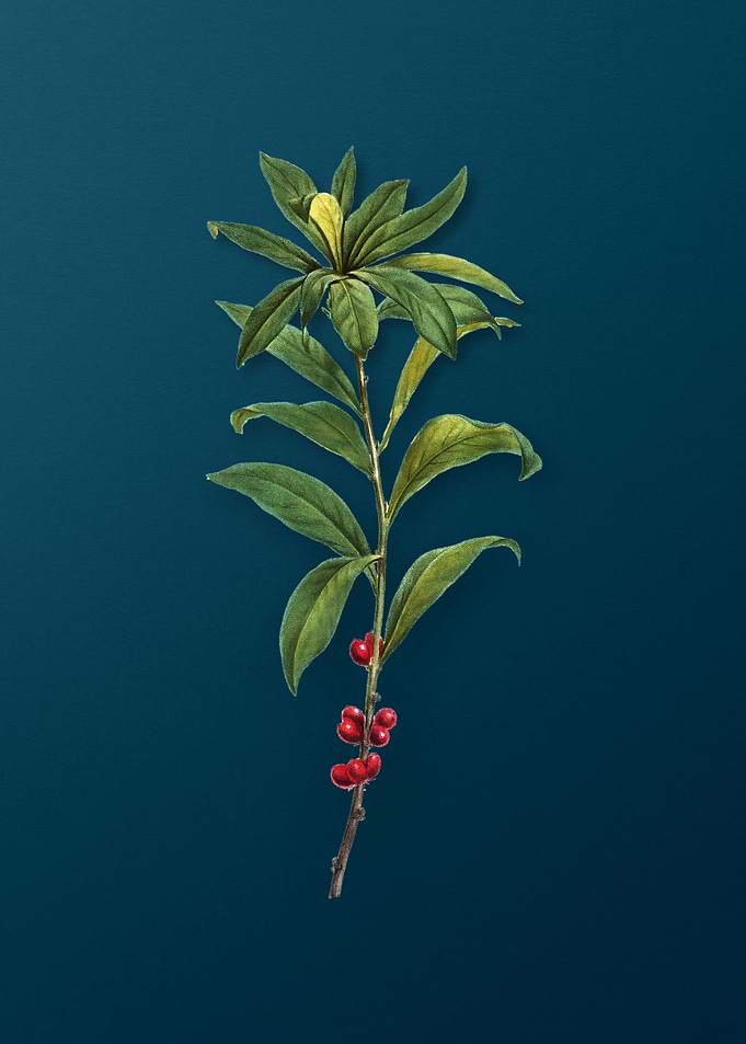 Classic Botanicals on Teal