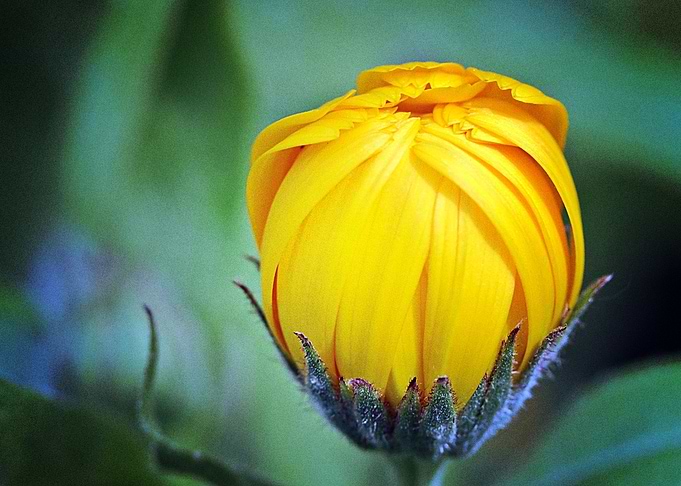 Earth Marigold Flowers Clo