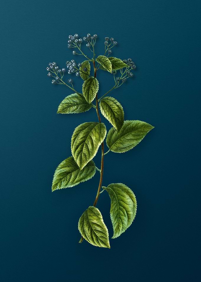 Vintage Botanicals on Teal