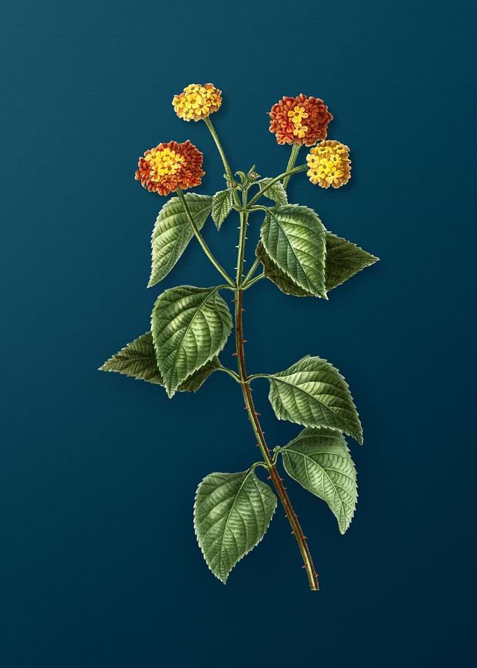 Vintage Botanicals on Teal