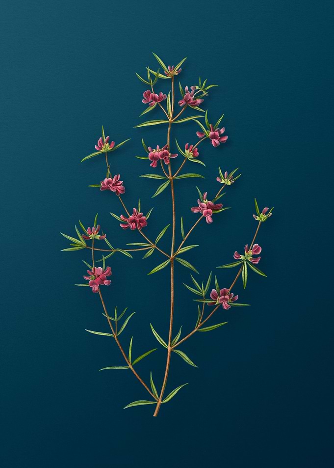 Vintage Botanical Drawing