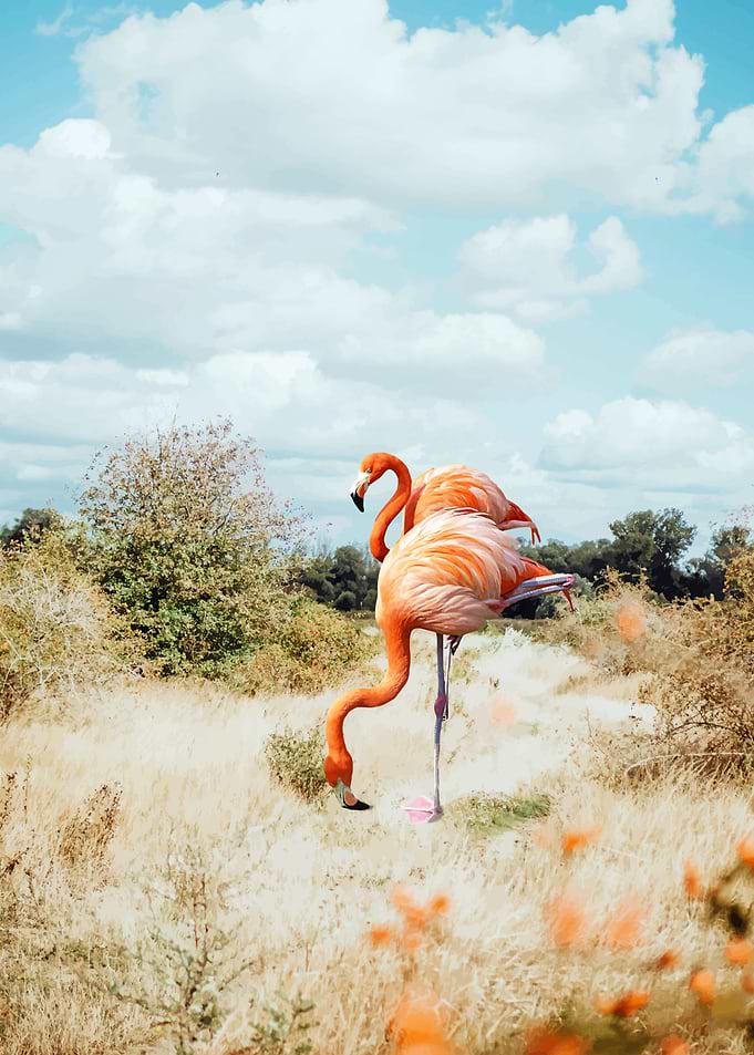 Flamingo Couple