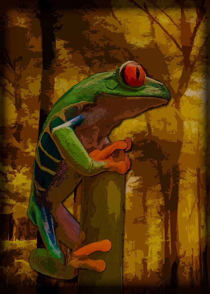 Frog in Nature
