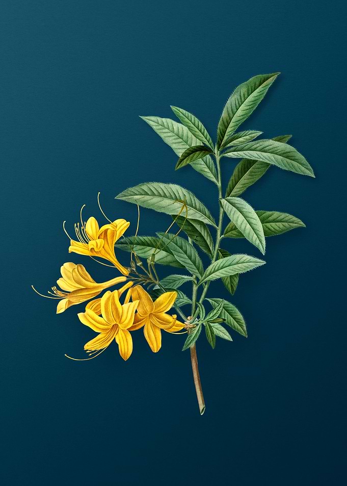 Botanical Drawing on Teal