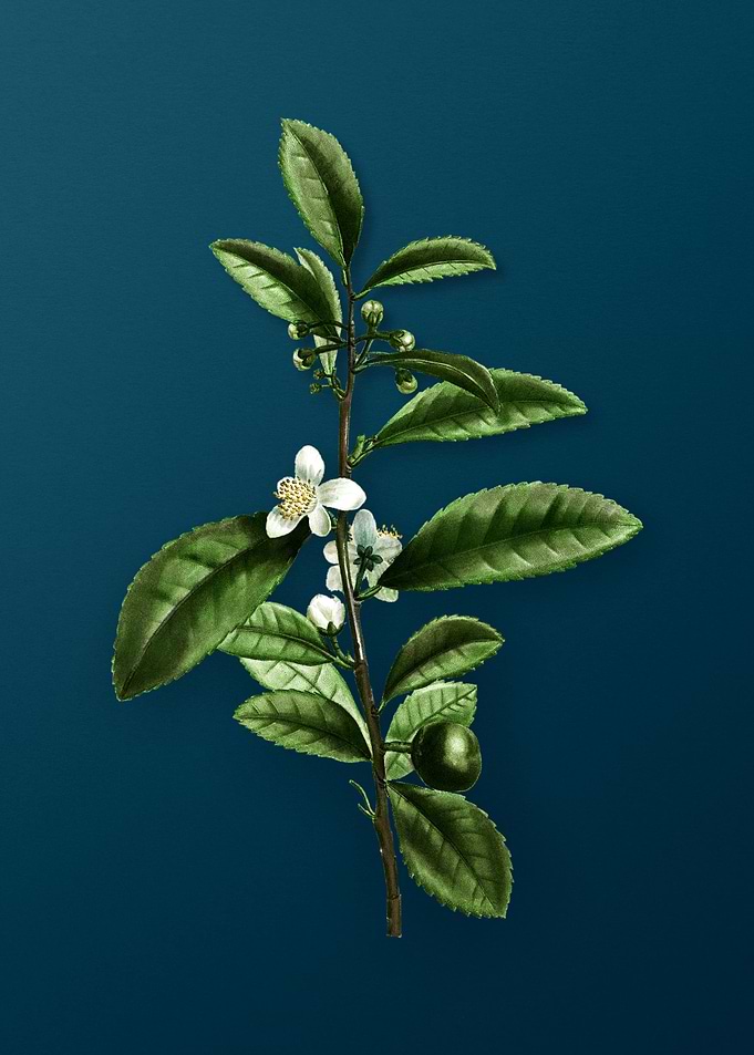 Vintage Botanicals on Teal
