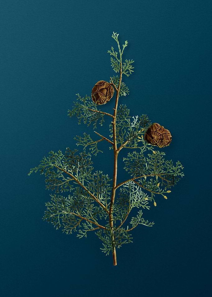 Vintage Botanicals on Teal