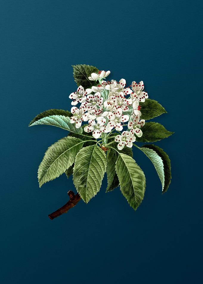 Vintage Flowers on Teal