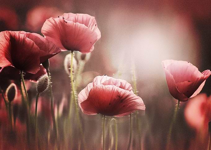 Earth Poppy Flowers Flower