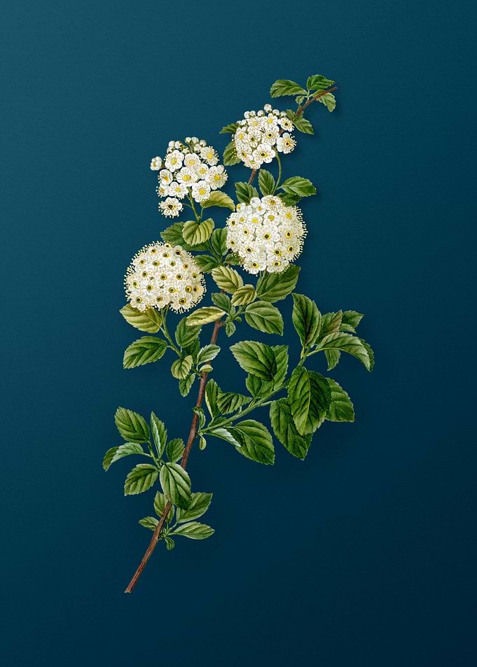 Classic Botanicals on Teal