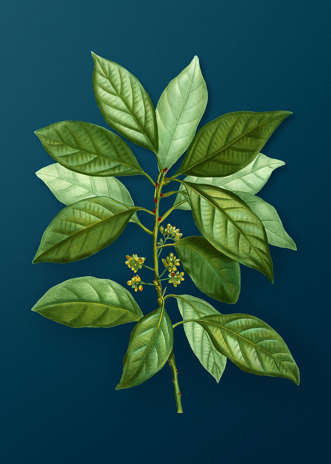 Vintage Botanicals on Teal
