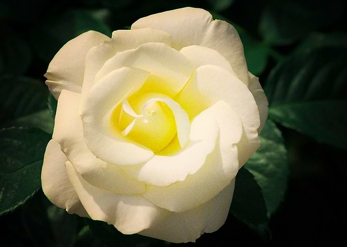 Earth Rose Flowers White F