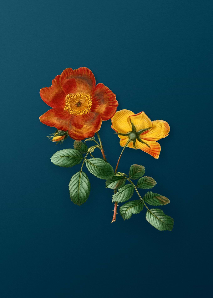 Vintage Botanicals on Teal