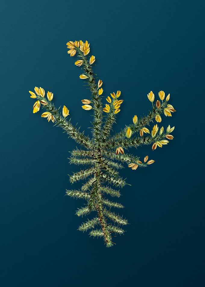 Botanical Drawing on Teal