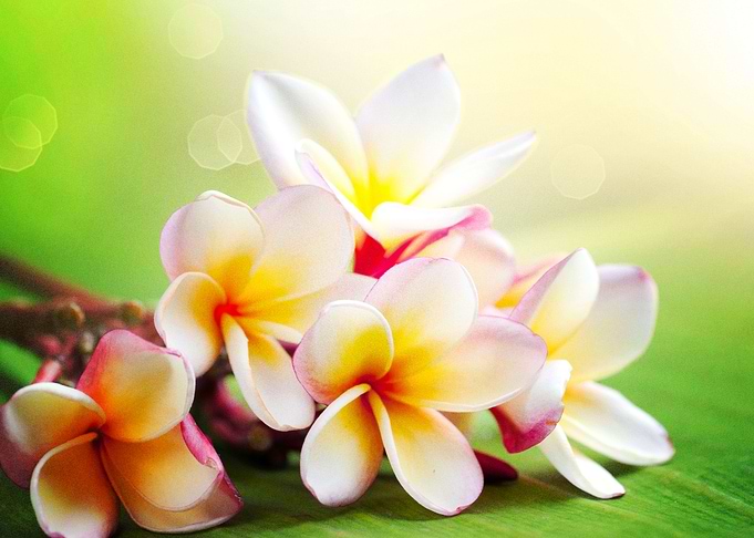 Earth Frangipani Flowers F