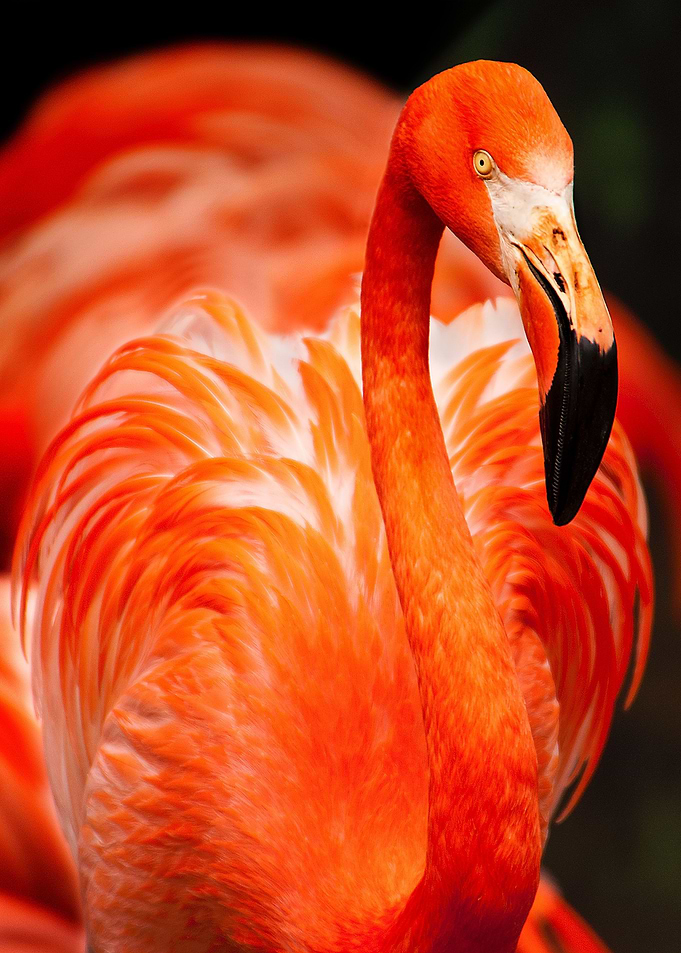 Flamingo Waterbird