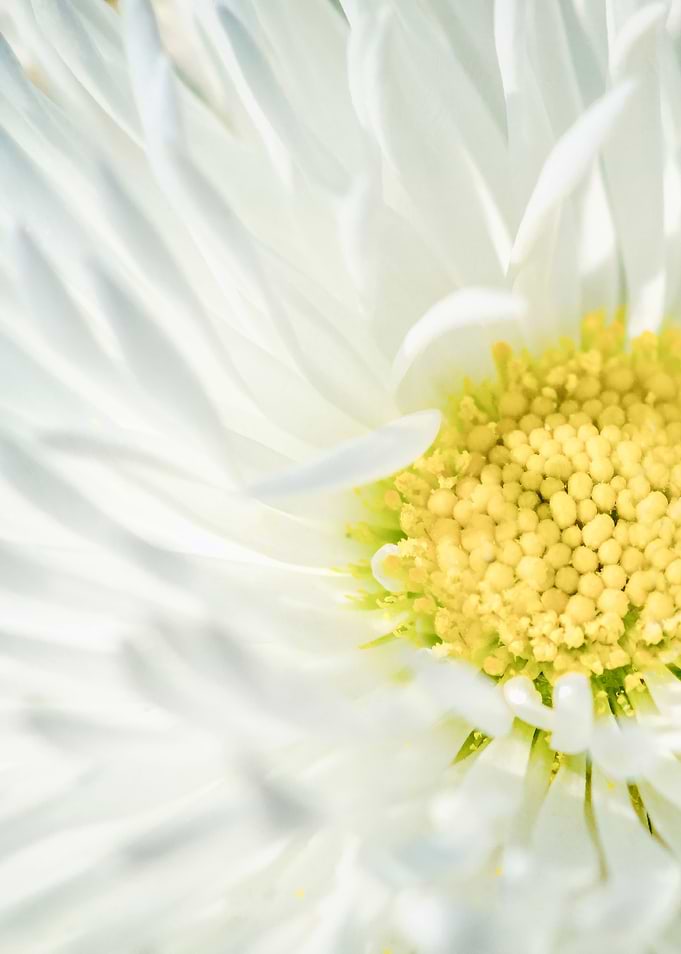 Marguerite Daisy Flower