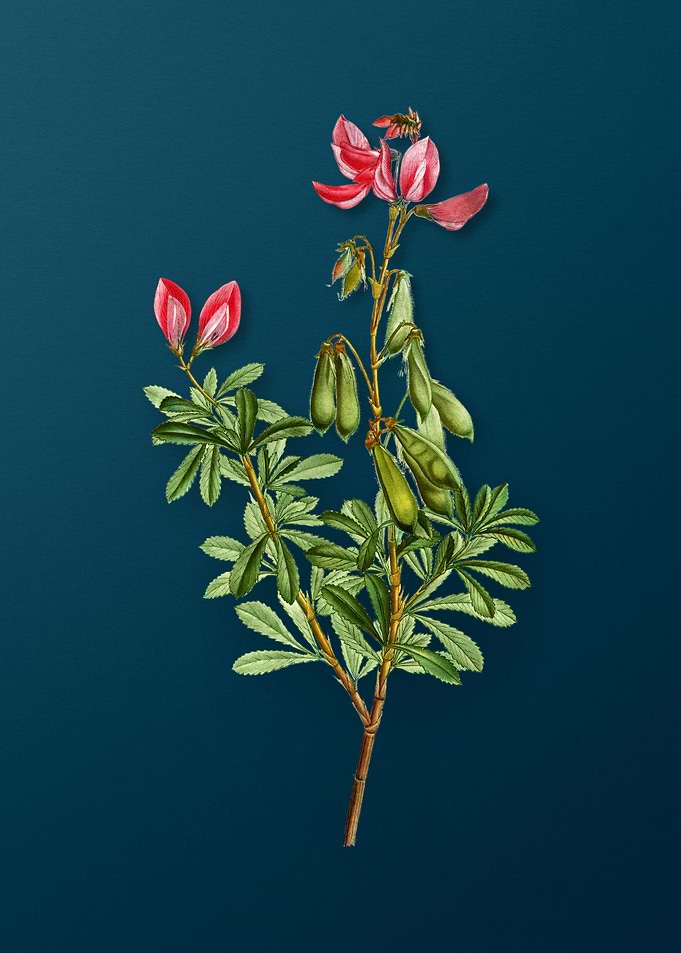 Vintage Botanicals on Teal
