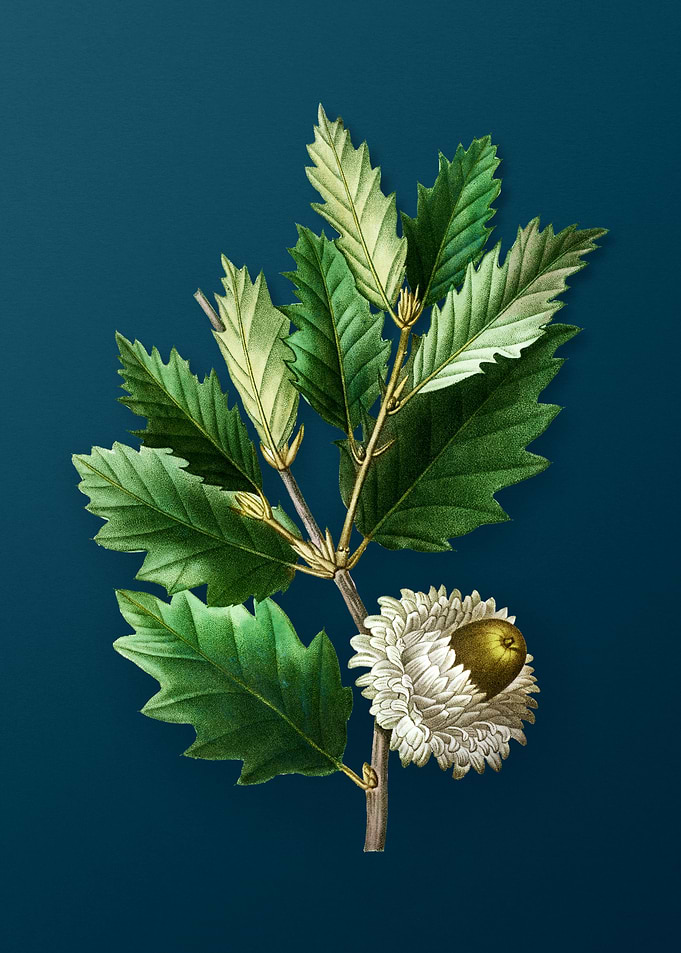 Vintage Florals on Teal