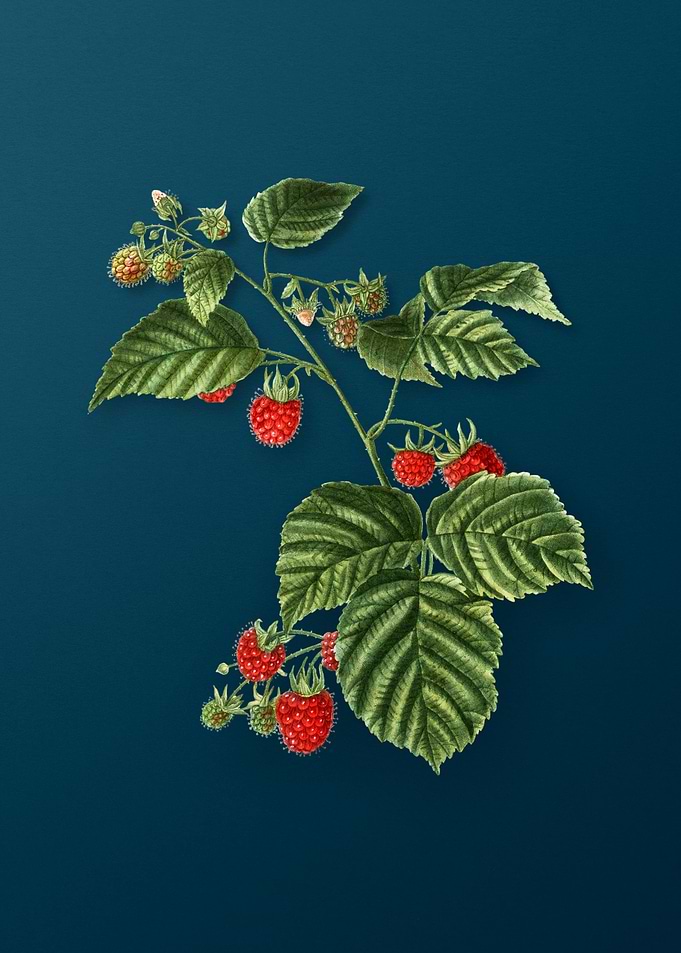 Vintage Botanicals on Teal