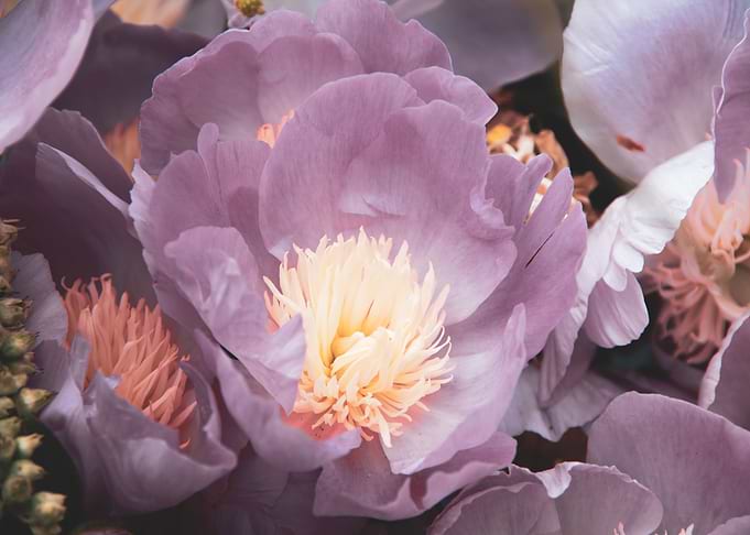 Peony flower