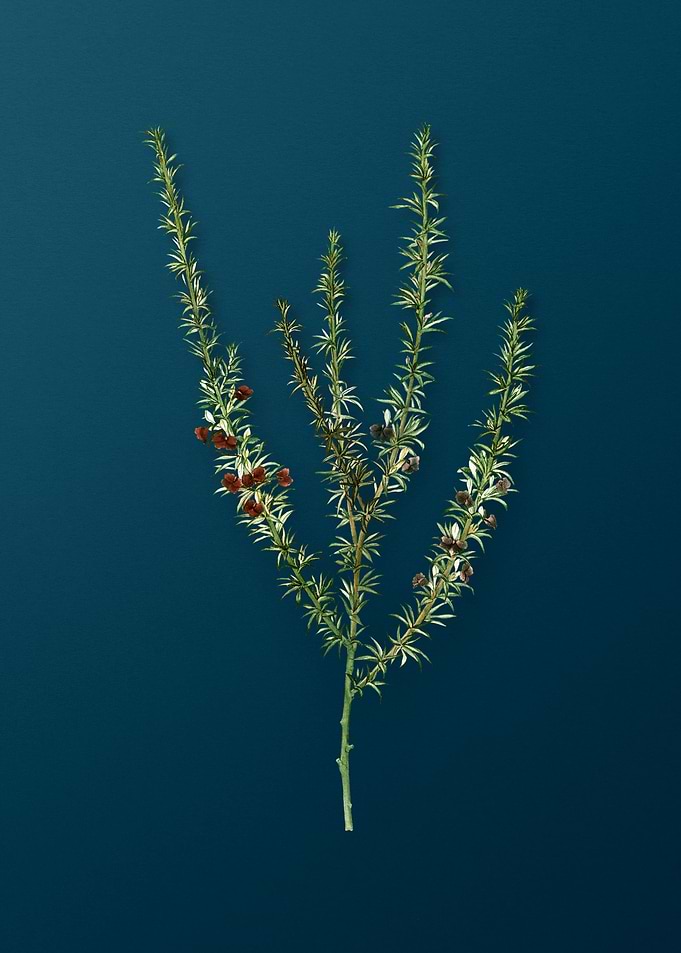 Vintage Botanicals on Teal
