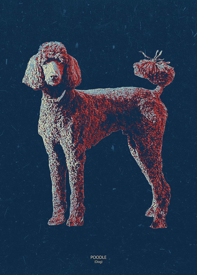 poodle