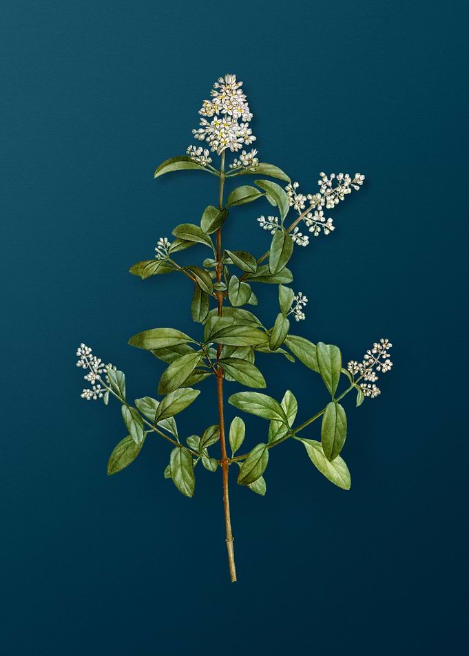 Botanical Drawing on Teal