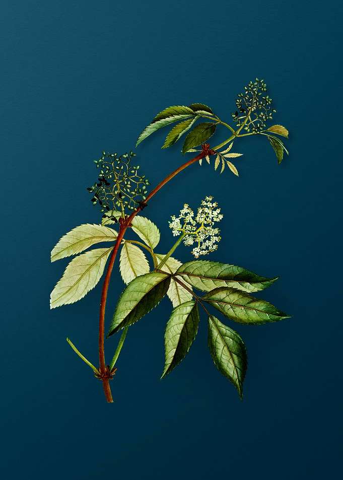 Vintage Botanicals on Teal