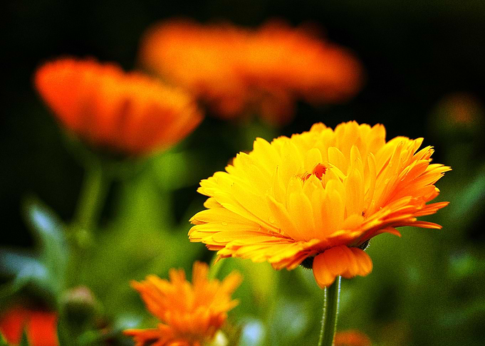Earth Marigold Flowers Flo