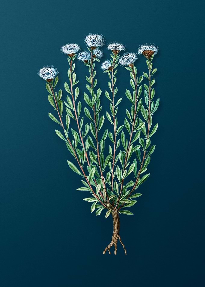 Classic Botanicals on Teal