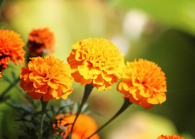 Earth Marigold Flowers Flo