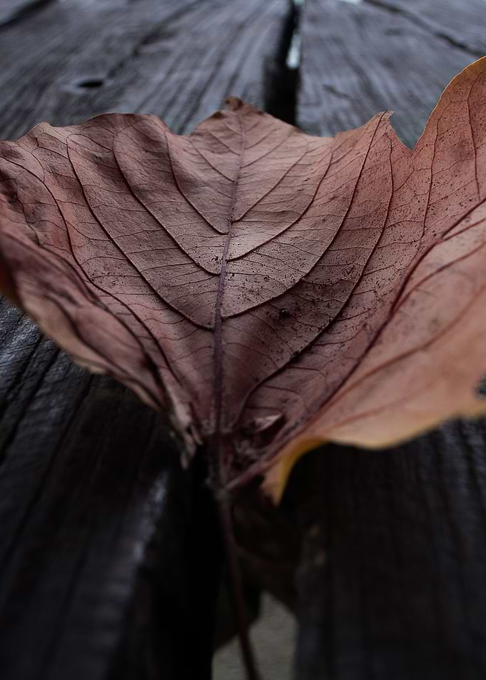 Wrapped up leaf