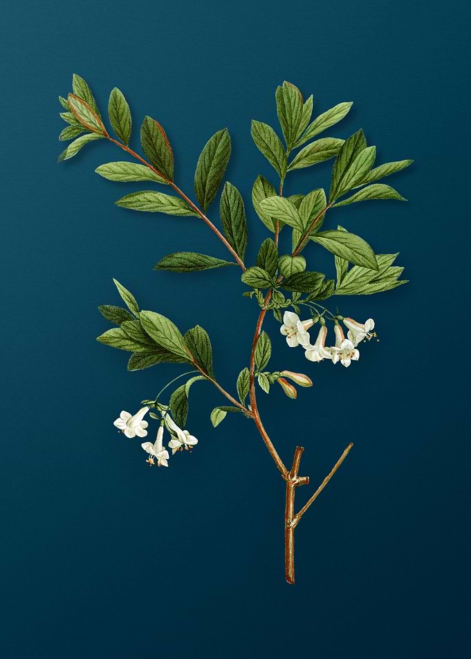 Botanical Drawing on Teal