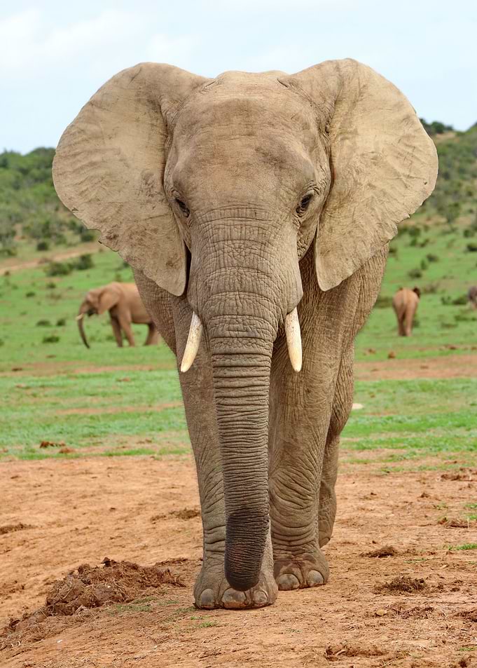 Elephant 9586