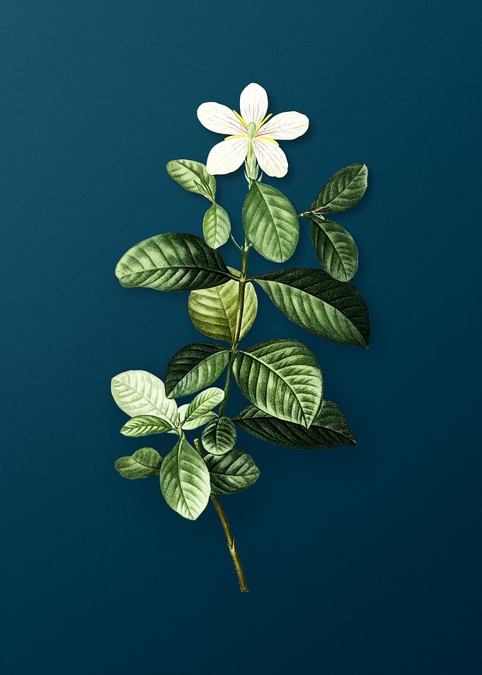 Classic Botanicals on Teal