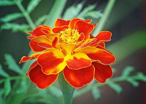 Earth Marigold Flowers Ora