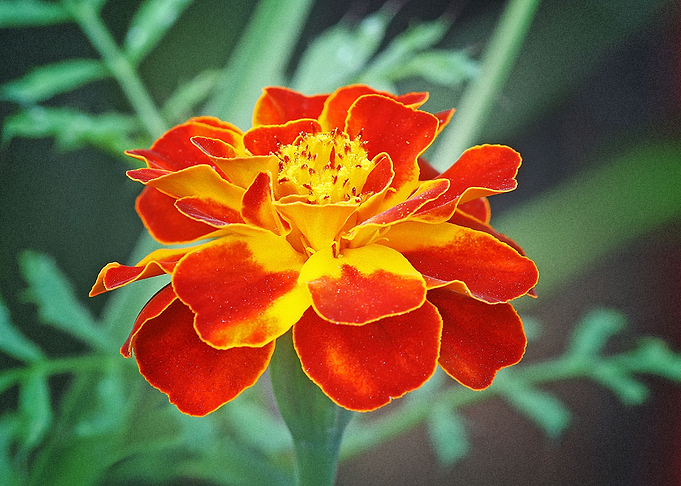 Earth Marigold Flowers Ora