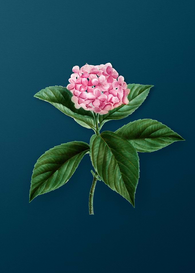 Classic Botanicals on Teal